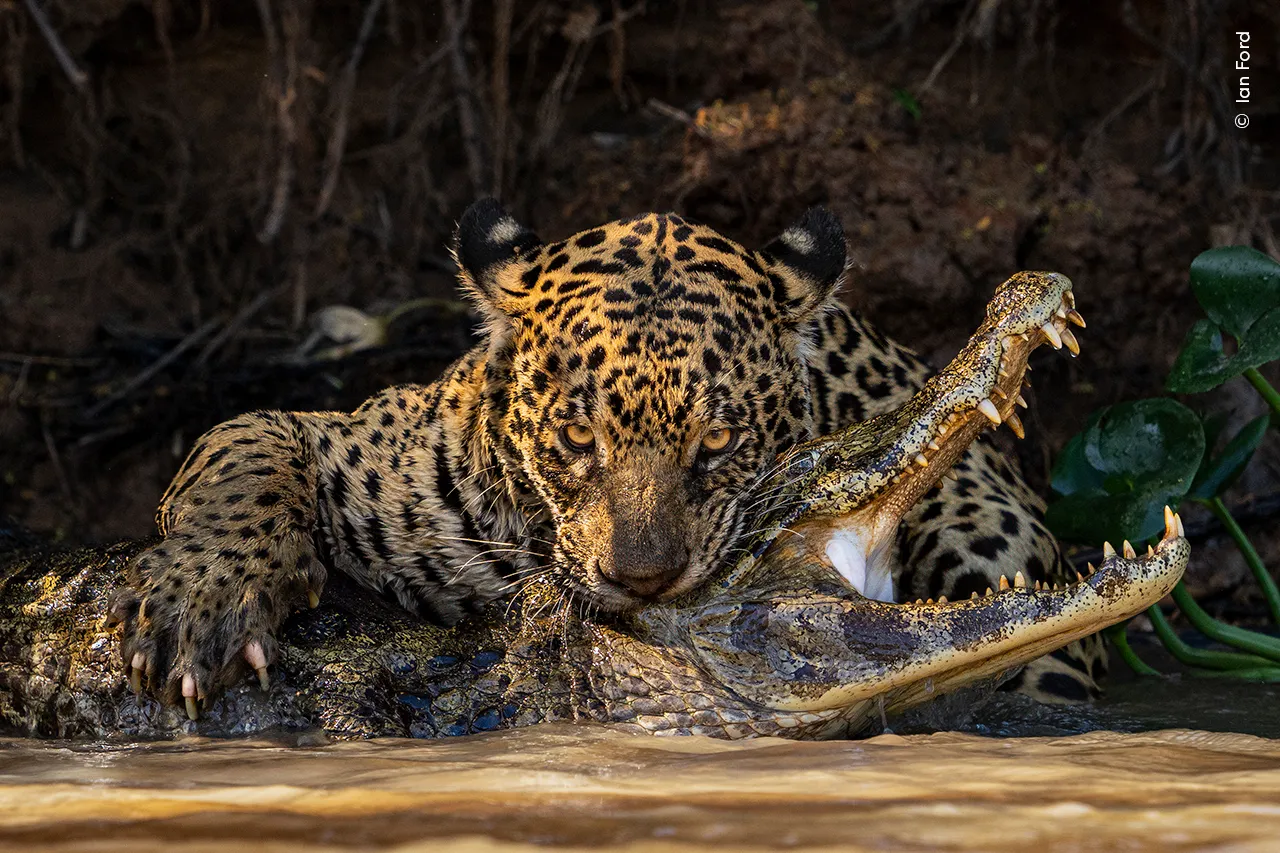 jaguar